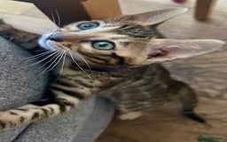 Bengal cats for sale: 5 Stunning Bengal girls ready for their new homes - Image 12
