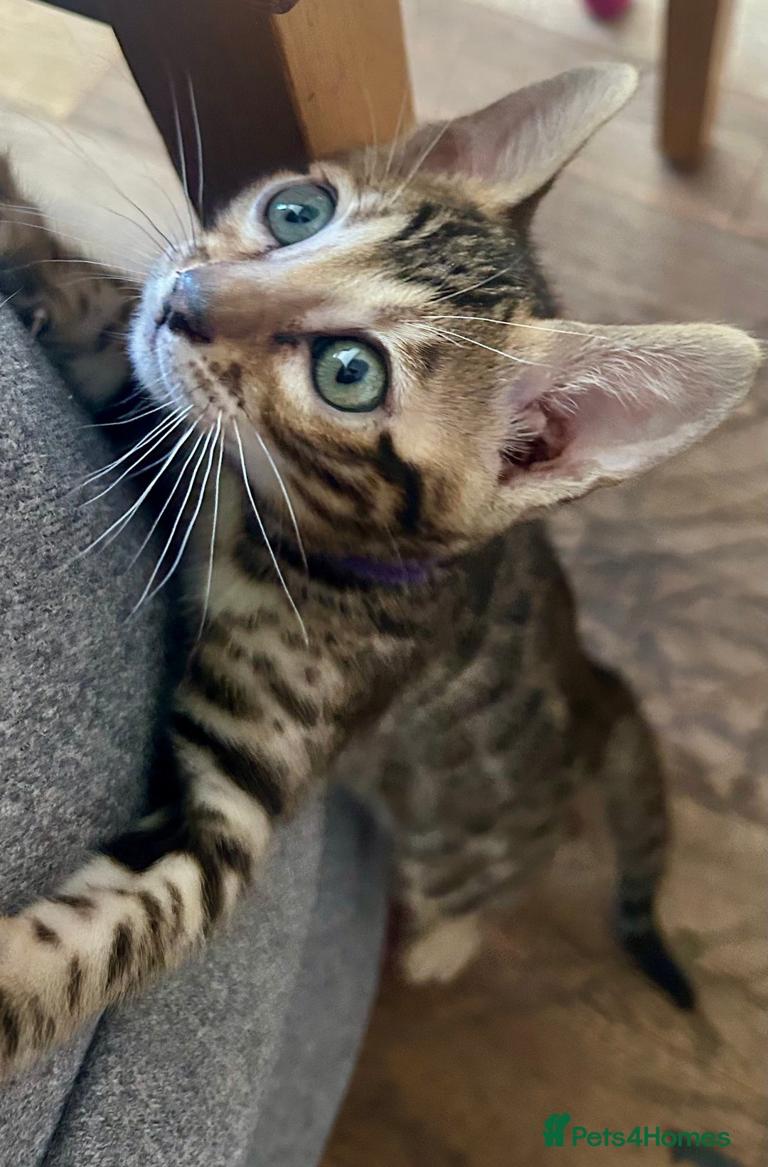 Bengal cats for sale: 5 Stunning Bengal girls ready for their new homes - Image 12