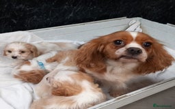 Cavapoo dogs for sale: Adorable cavapoo pups for sale - Image 4