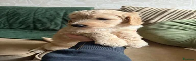 Bordoodle Puppy 3