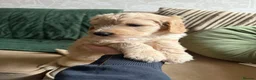 Bordoodle dogs for sale: ADORABLE F1B  BORDOODLE PUPPIES AVAILABLE NOW!! - Advert 14