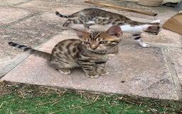 Bengal cats for sale: MIXED BENGAL KITTENS - Image 3