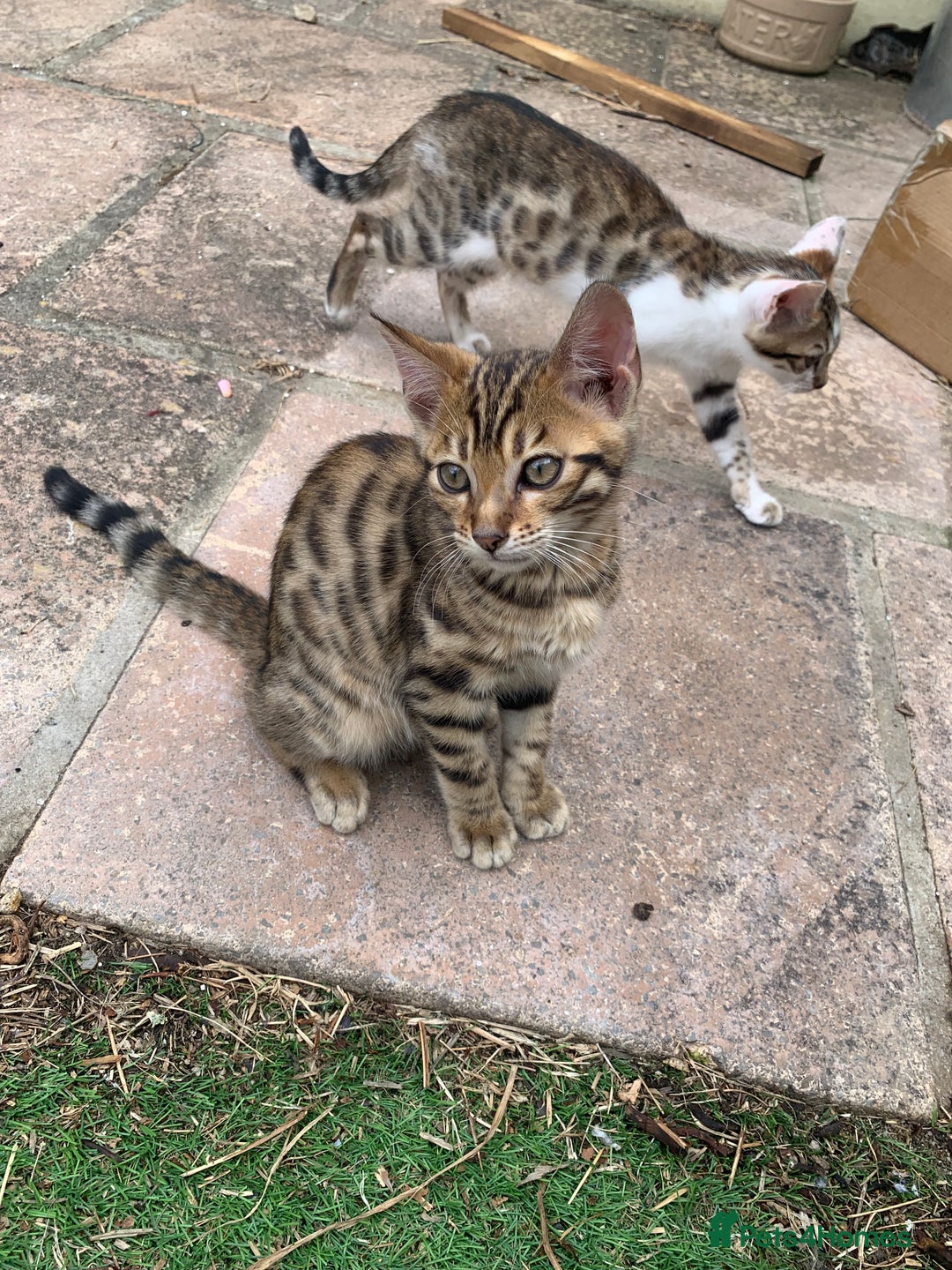 Bengal cats for sale: MIXED BENGAL KITTENS - Image 3