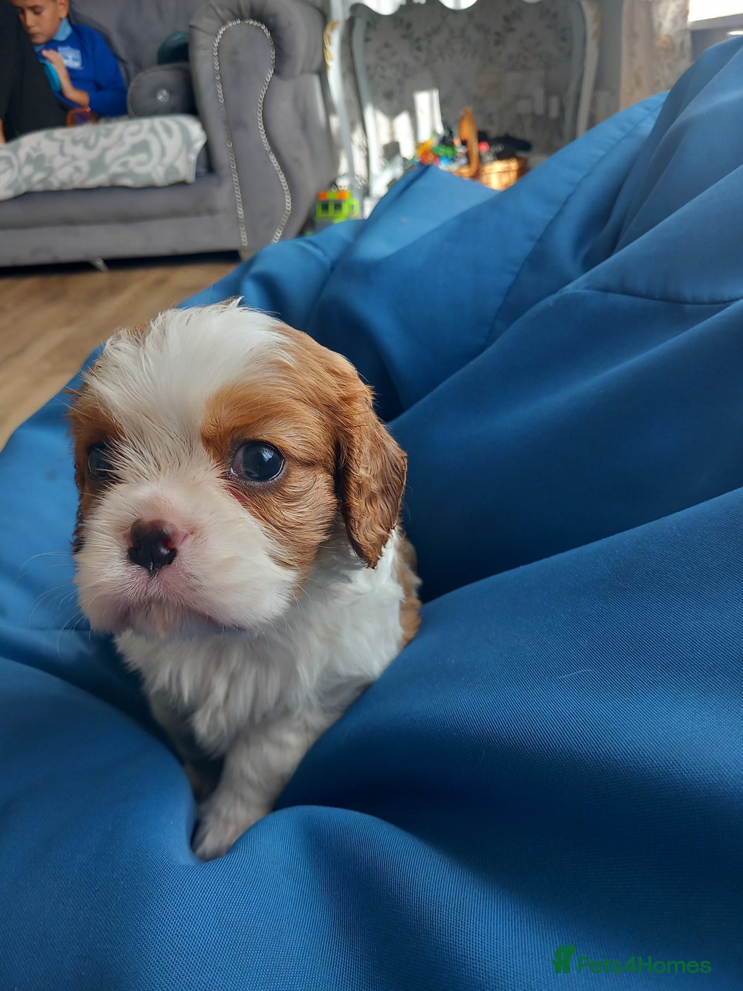 Cavalier King Charles Spaniel dogs for sale: 4 beautiful king charles boys  - Image 12
