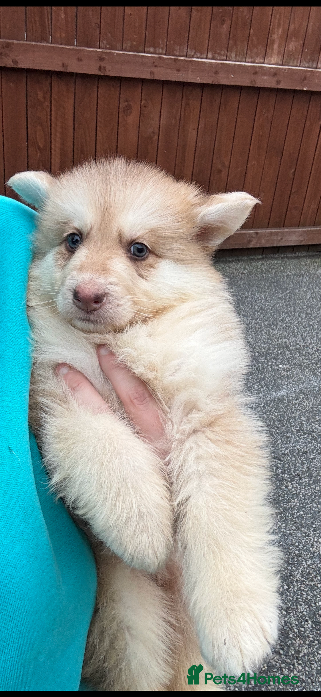 German Shepherd dogs for sale: Beautiful mixed coloured heath tested German sheps - Image 3