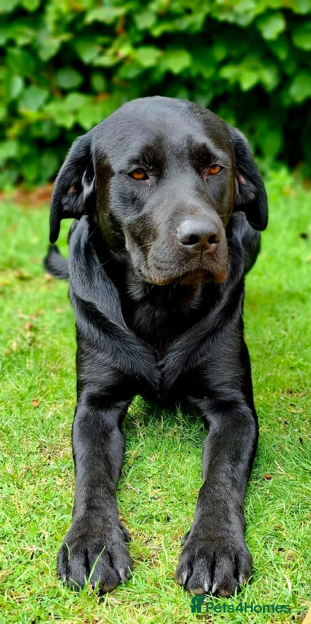 Labrador Retriever dogs for stud: Proven KC health tested Labrador stud - Advert 7