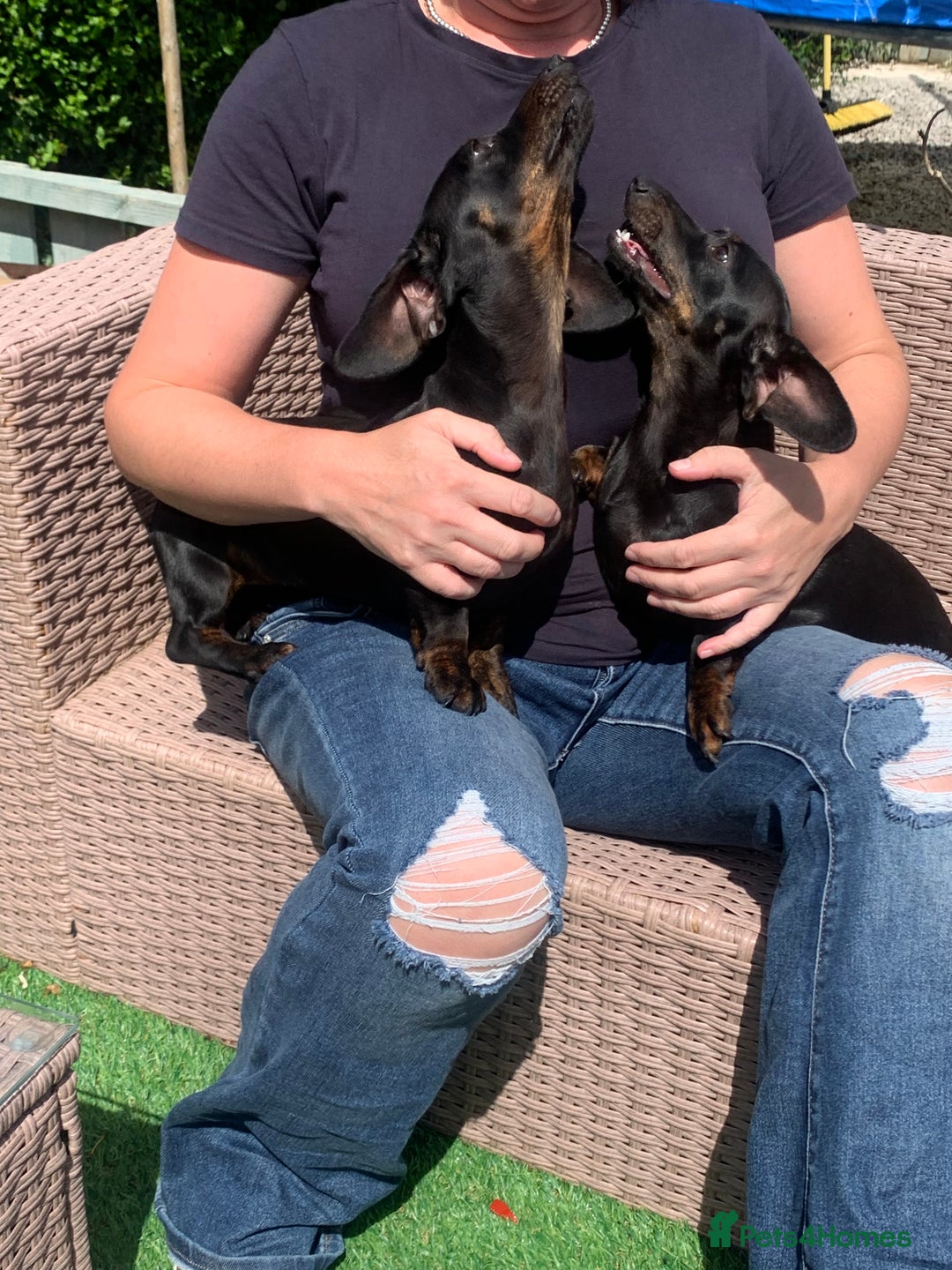 Dachshund dogs for sale: Two beautiful sisters miniature dachshunds  - Image 5
