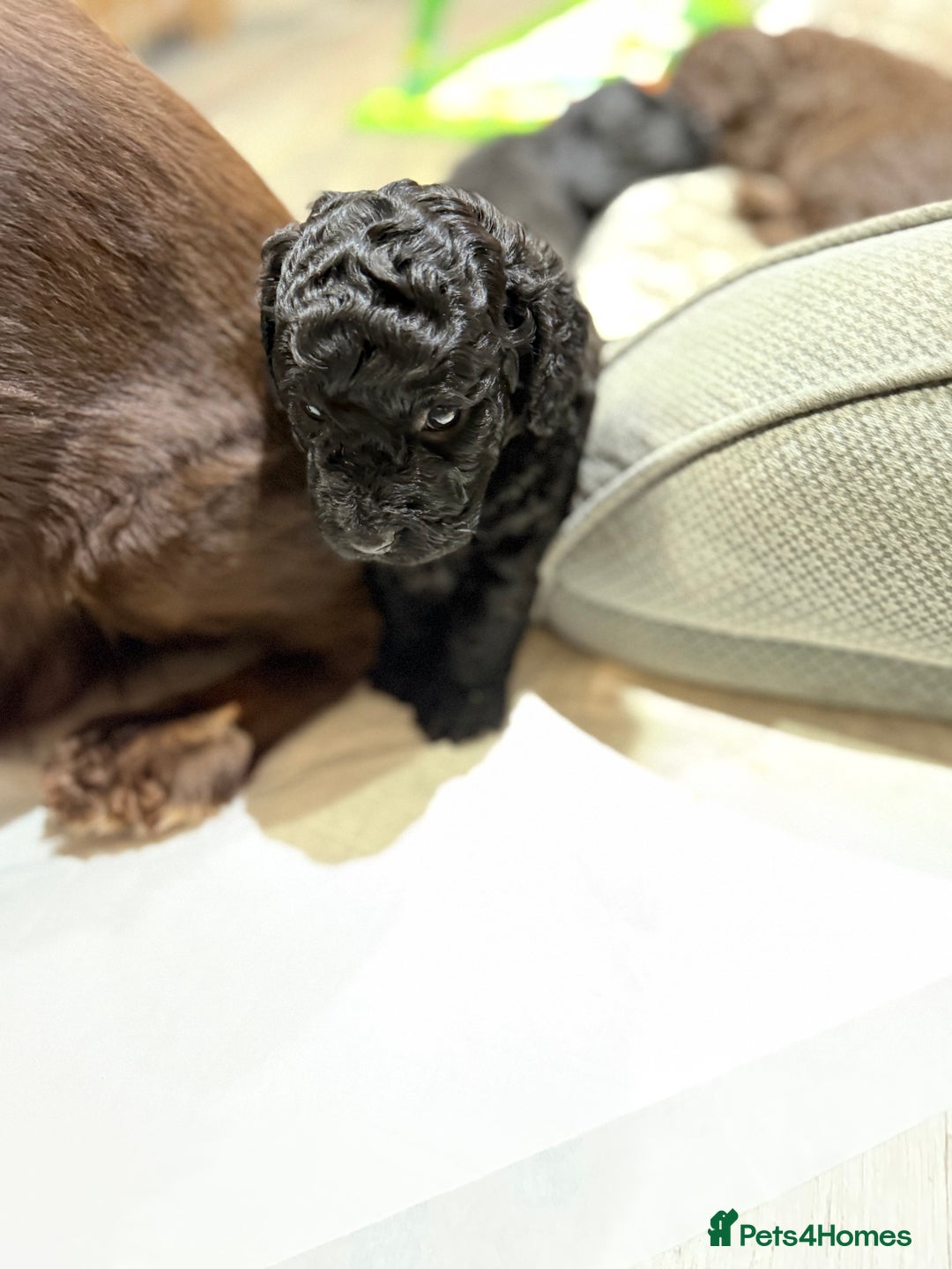 Cockapoo dogs for sale: Cockapoo puppies - Advert 10