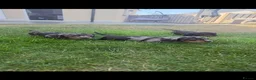 Miniature Dachshund dogs for sale: Beautiful Miniature Dachshunds - Advert 14