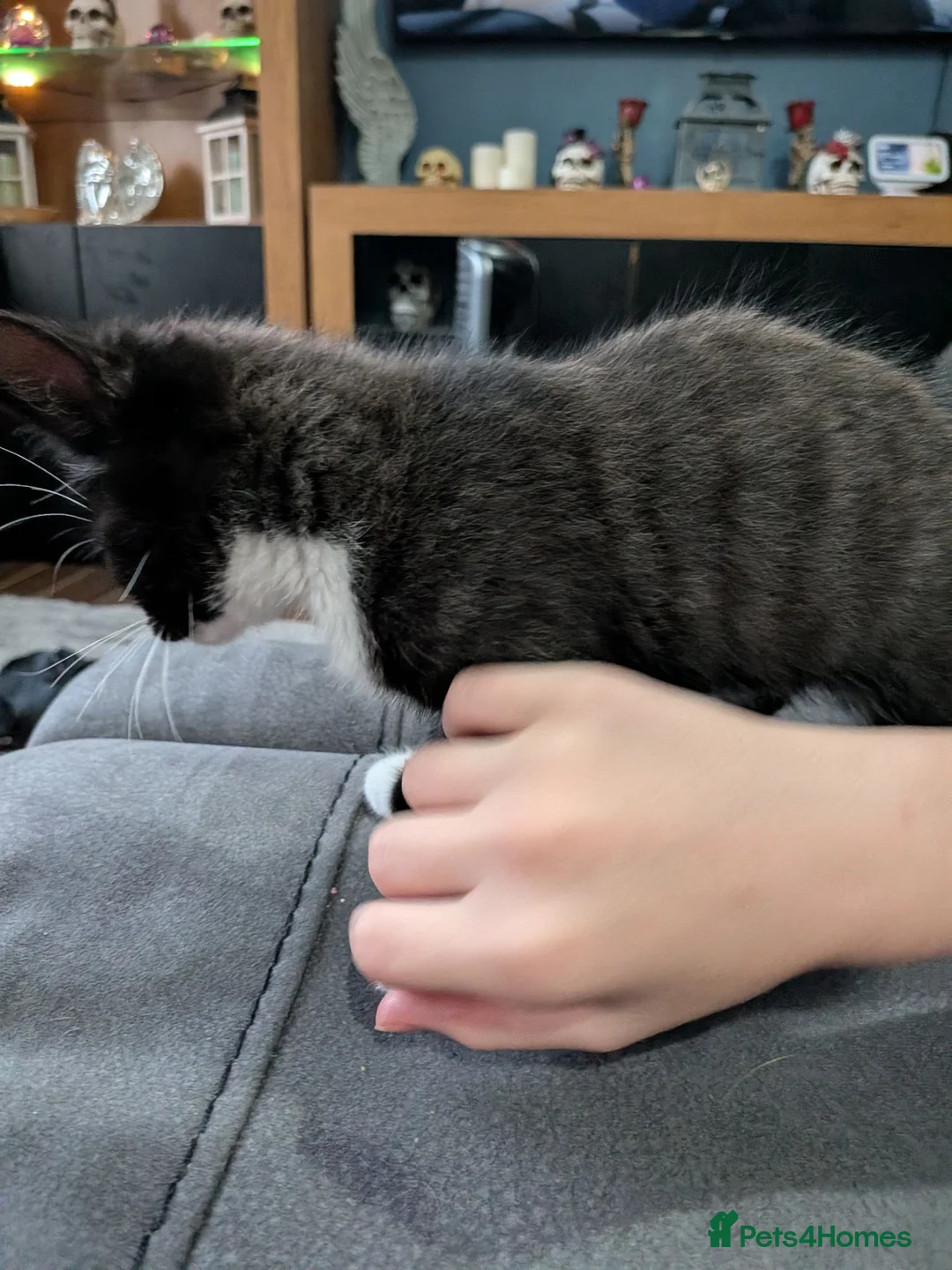 Mixed Breed cats for sale: 1 boy kitten  - Advert 2