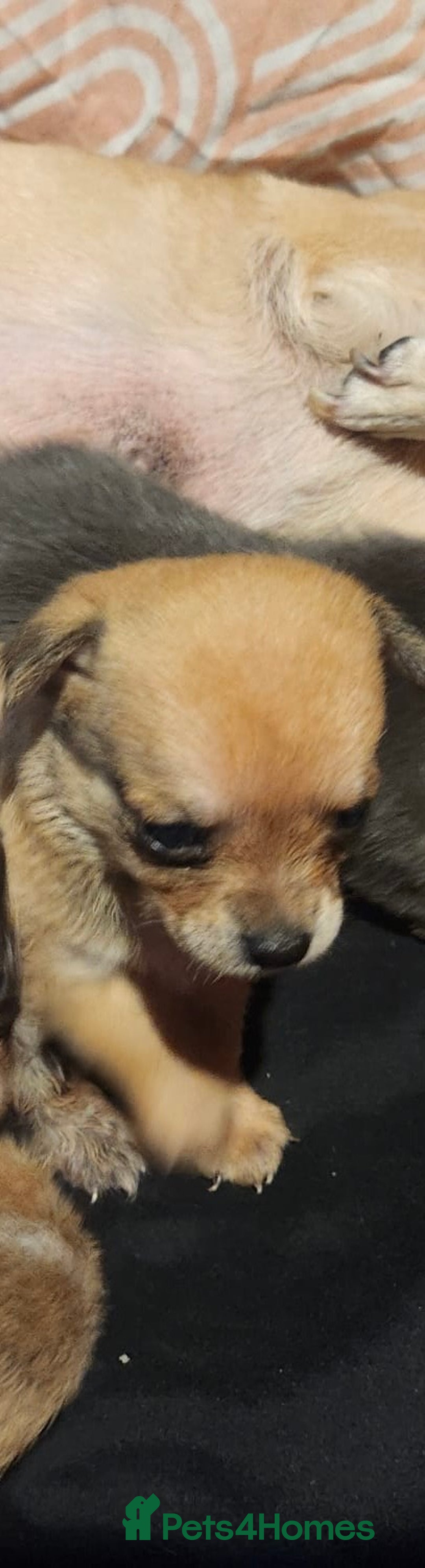 Chihuahua dogs for sale: Chihuahua pups  - Image 5