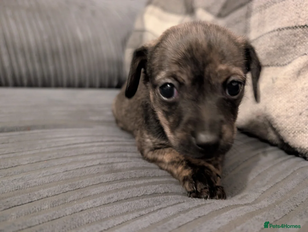 Mixed Breed dogs for sale: Beautiful small mixed breed puppies for sale - Advert 6