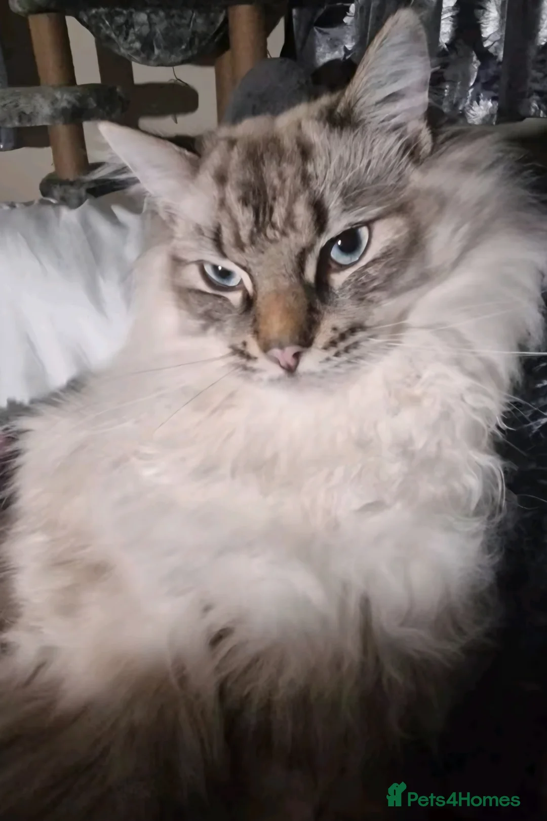 Ragdoll cats for sale: Beautiful male ragdoll  - Advert 2