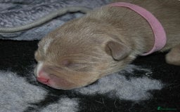 American Bully dogs for sale: American bully  - Image 2