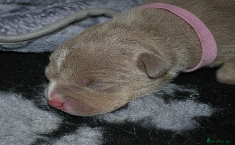 American Bully dogs for sale - Advert 1