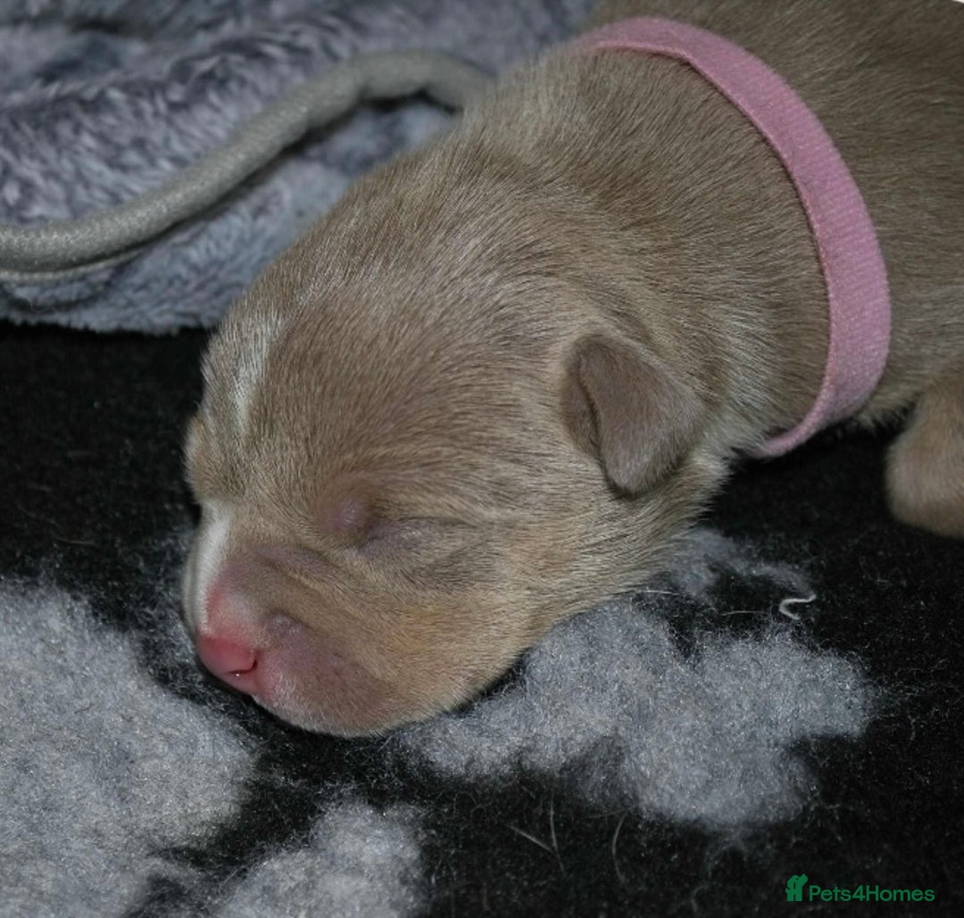 American Bully dogs for sale: American bully  - Image 2