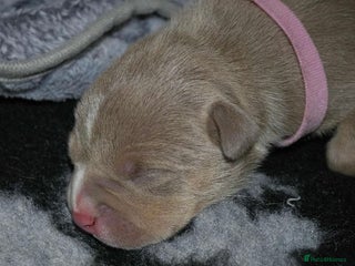 American Bully dogs - Advert 5