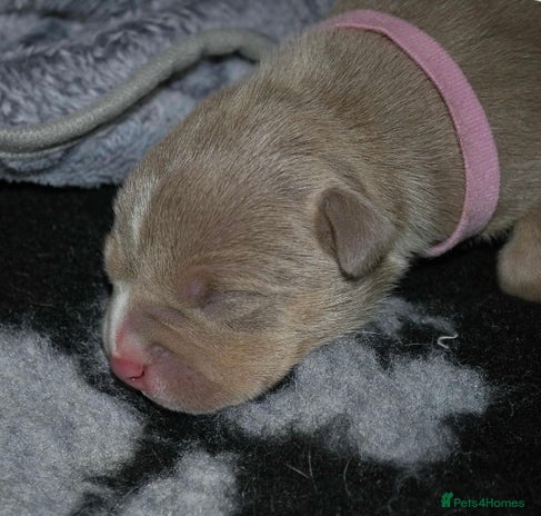 American Bully dogs - Advert 1