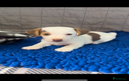 Jack Russell dogs for sale: Miniature Jack Russel puppies  - Image 9