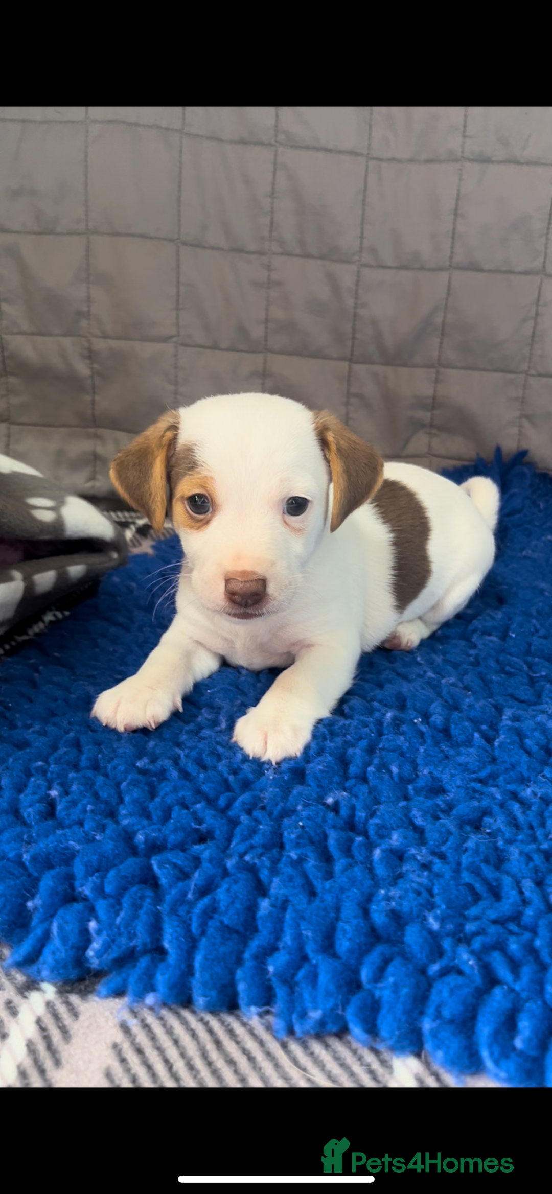 Jack Russell dogs for sale: Miniature Jack Russel puppies  - Image 9