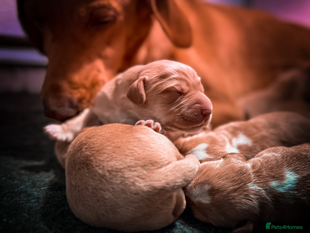 Cockerdor dogs for sale: Beautiful Deep Red Cockerdors Cockadors - Advert 2