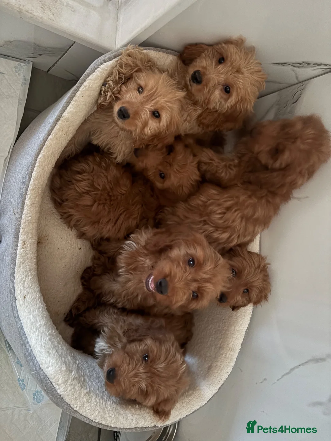 Cockapoo dogs for sale: Cockapoo in Dartford - Advert 5