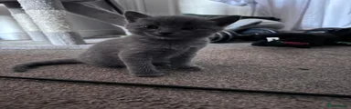 Mixed Breed Kitten 5