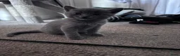 Mixed Breed cats for sale: Beautiful kittens - Advert 6