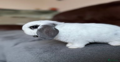 Mini Lop rabbits - Advert 9