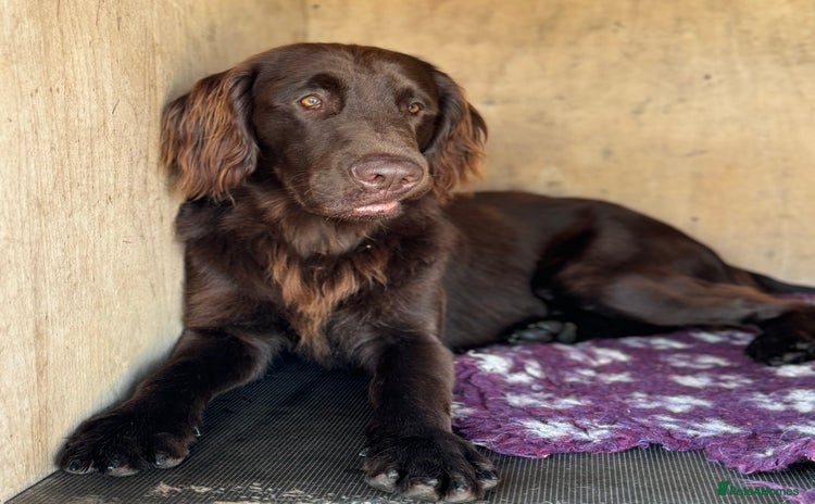 Flat coated Retriever dogs for stud in Ross-on-Wye - Advert 1