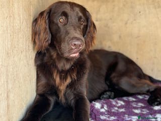 Flat coated Retriever dogs Proven Flatcoat retriever available for stud in Ross-on-Wye - Advert 2