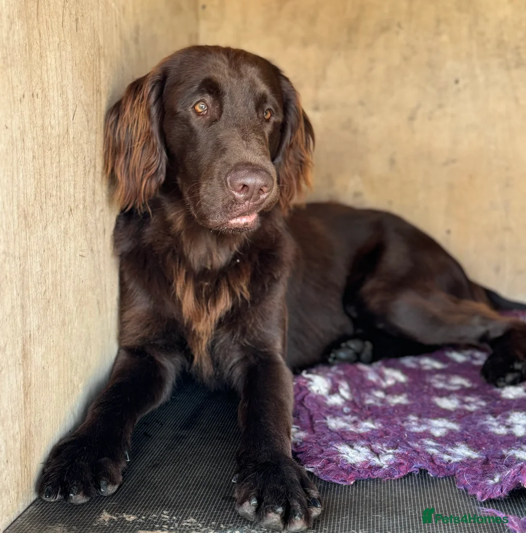 Flat coated Retriever dogs for stud: Proven Flatcoat retriever available for stud in Ross-on-Wye - Advert 1