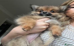 Pomchi dogs for sale: Gorgeous Pomchi girl  - Image 3