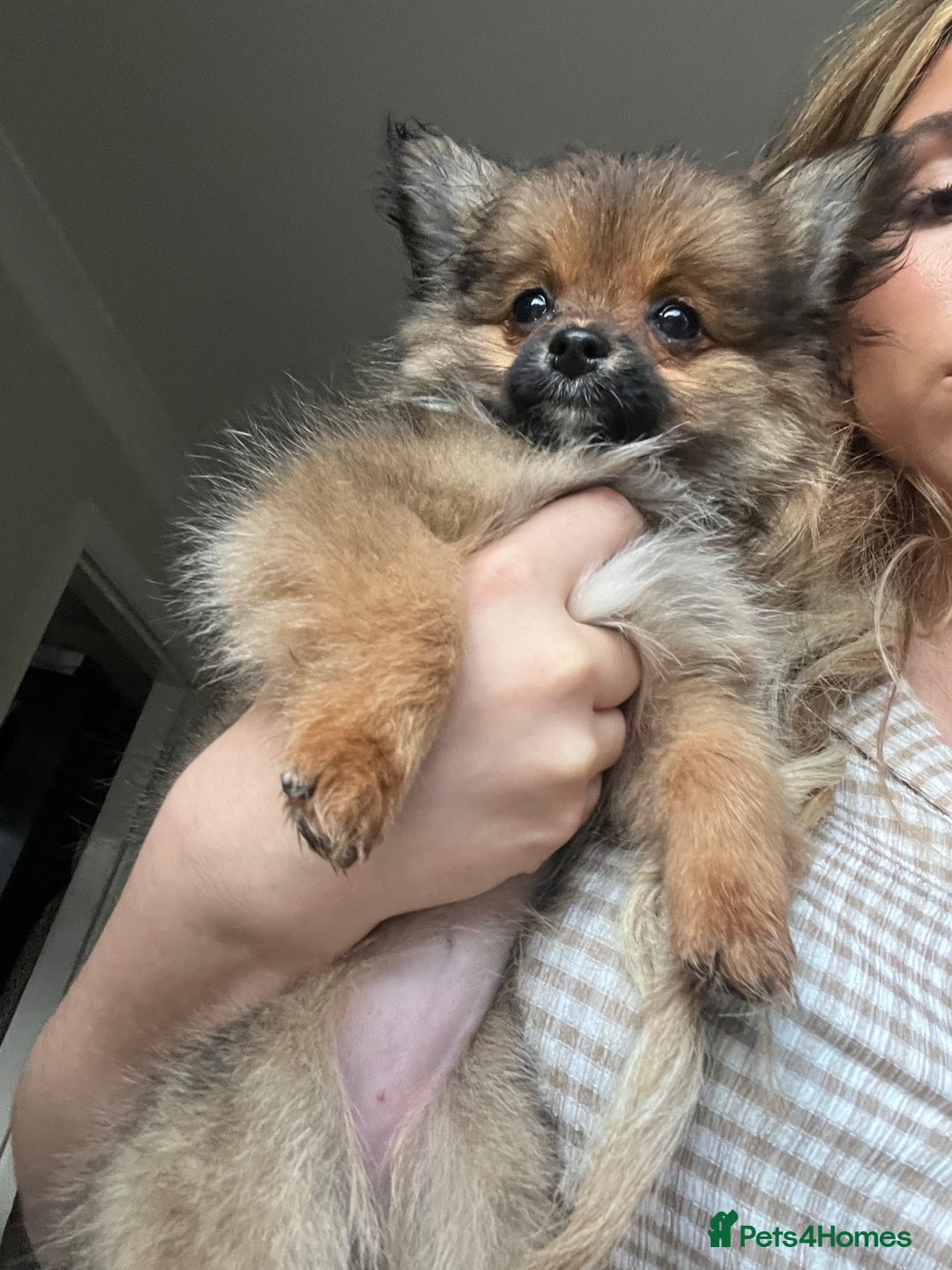 Pomchi dogs for sale: Gorgeous Pomchi girl  - Image 3