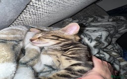 Mixed Breed cats for sale: 12 weeks Tabby/maine coon kitten  in Derby - Image 3