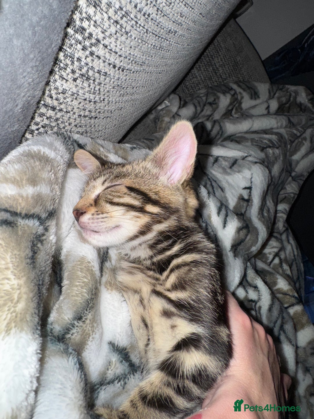 Mixed Breed cats for sale: 12 weeks Tabby/maine coon kitten  in Derby - Image 3