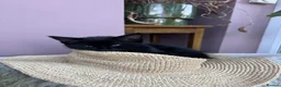 Mixed Breed cats for sale: 5 stunning long haired kittens  in Bournemouth - Advert 5