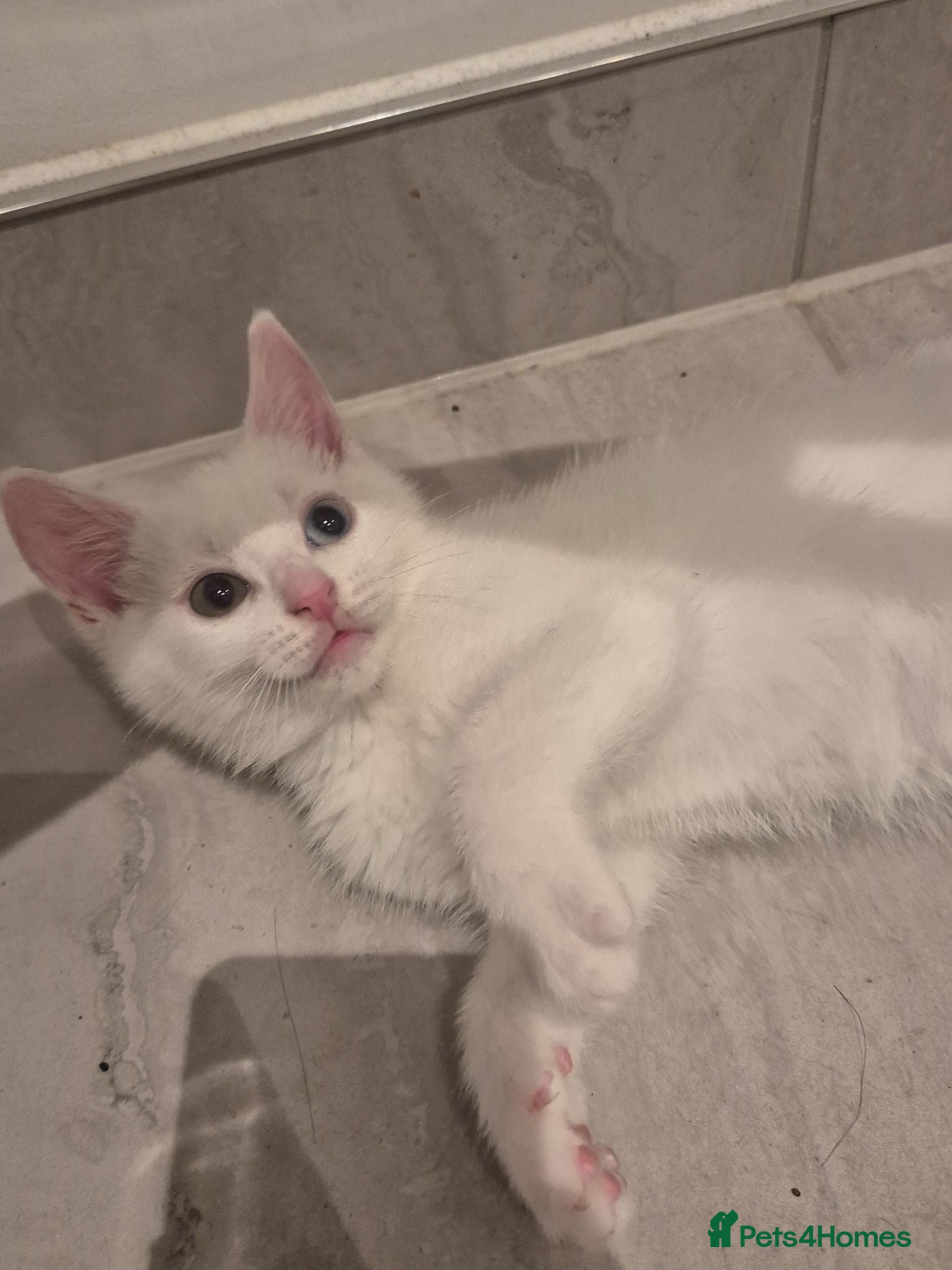 Domestic Shorthair cats Fluffy pure white with 2 different colour eyes - Advert 1