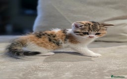 British Shorthair cats for sale: Kittens - Image 6