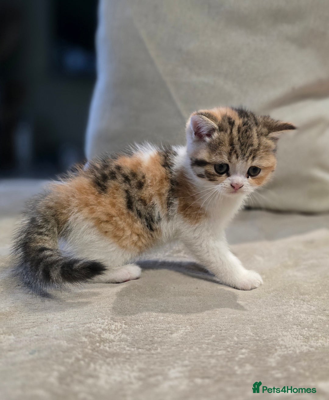 British Shorthair cats for sale: Kittens - Image 6