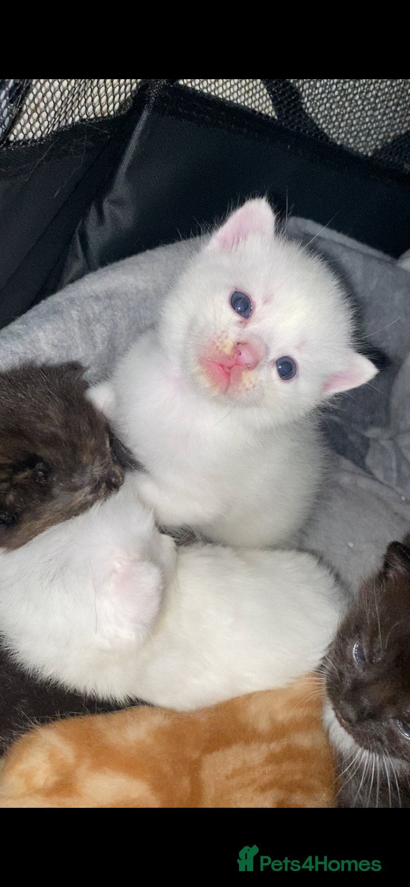 Mixed Breed cats Adorable kittens looking for forever homes - Advert 11
