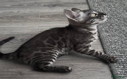 Bengal cats for sale: Breed quality silver bengal kittens 🐆💎🤍🩶🖤 - Image 15