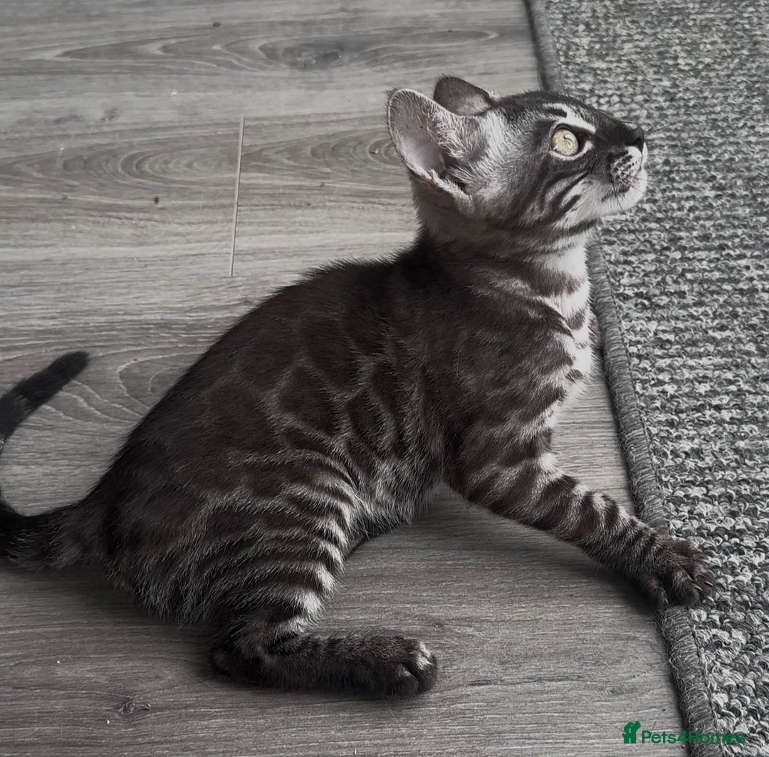 Bengal cats for sale: Breed quality silver bengal kittens 🐆💎🤍🩶🖤 - Image 15