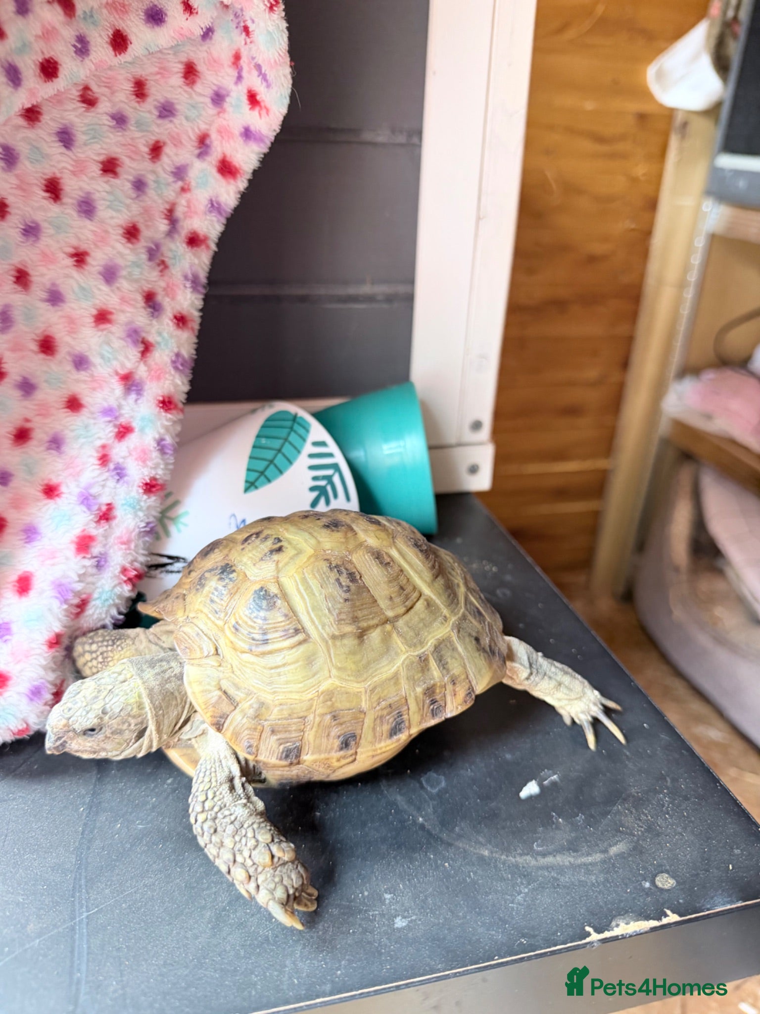 Tortoise reptiles Tortoise for sale  - Advert 1