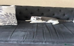 British Shorthair cats for sale: British Shorthair 6 months  - Image 2