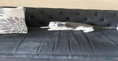 British Shorthair cats - Advert 6