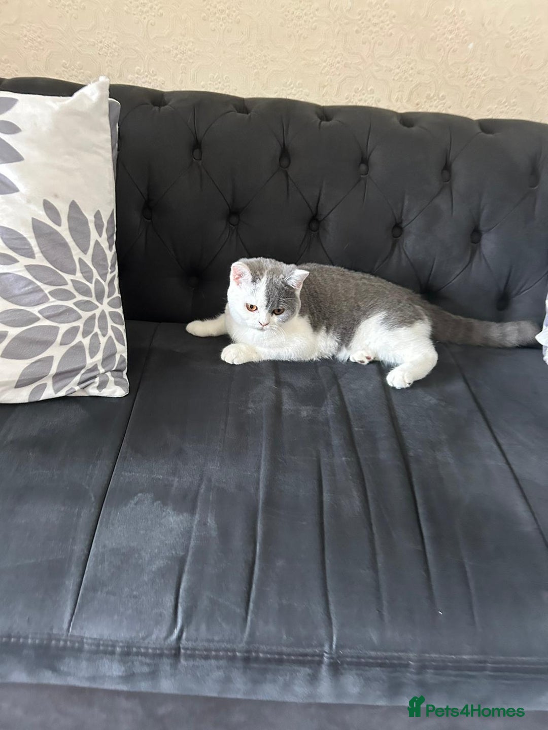 British Shorthair cats for sale: British Shorthair 6 months  - Image 2