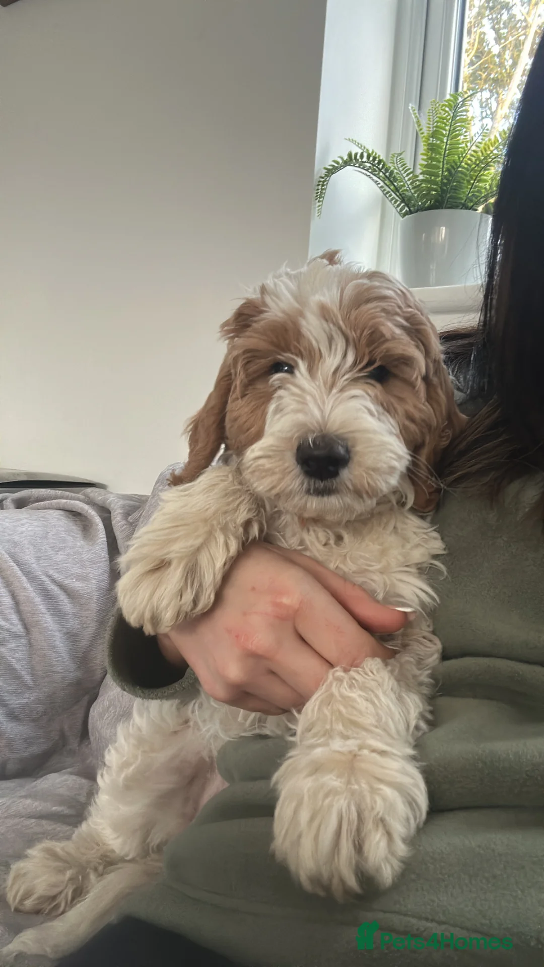 Australian Labradoodle dogs for sale: Australian labradoodle girl  - Advert 1