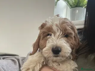 Australian Labradoodle dogs Australian labradoodle girl - Advert 2