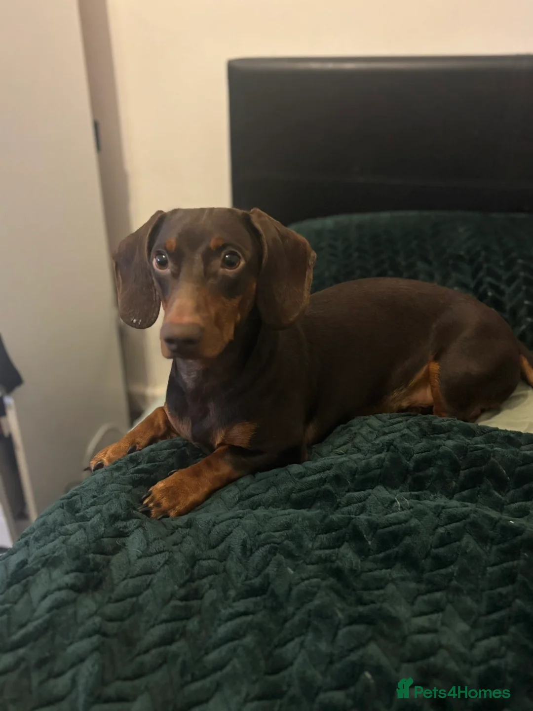 Dachshund dogs for sale: Lovely Dachshund Boy in Birmingham - Advert 1